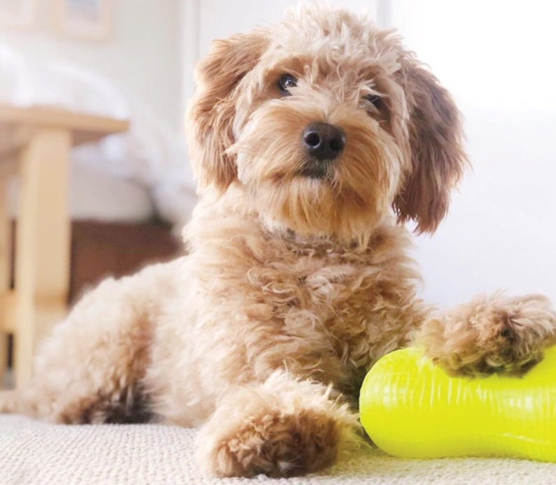 Coming Soon- Peanut Crunch - Non Toxic Treat Hiding Toy