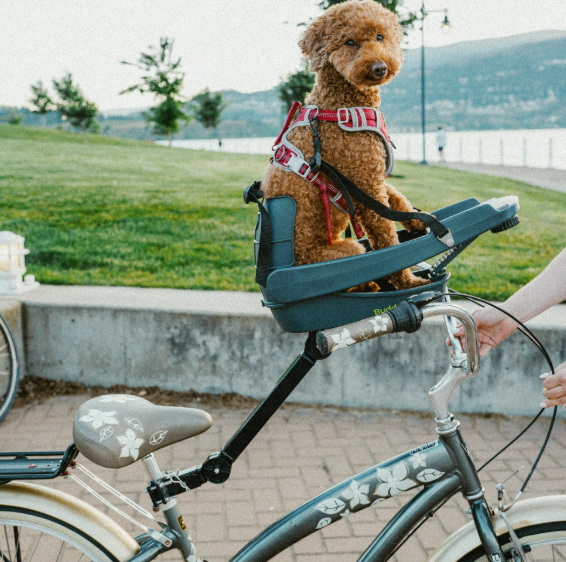 BuddyRider Dog Bike Seat America