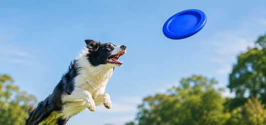 non toxic dog frisbee floats