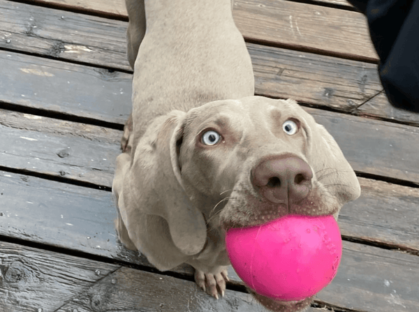 Indestructible Dog Ball - RuffDawg- Toughest Rubber Dog ball - Pals for Paws 
