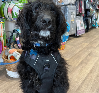 Louis & Phoebe -Black - adventure flexi harness