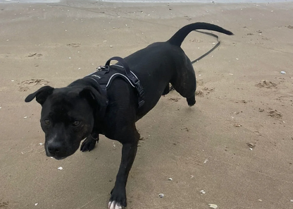 Louis & Phoebe -Black - adventure flexi harness