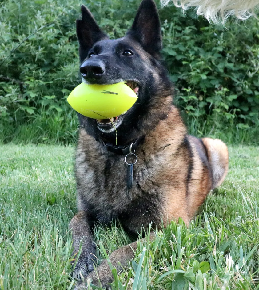 COMING SOON -Indestructible Rubber Dog Toy-Ruffdawg-Football