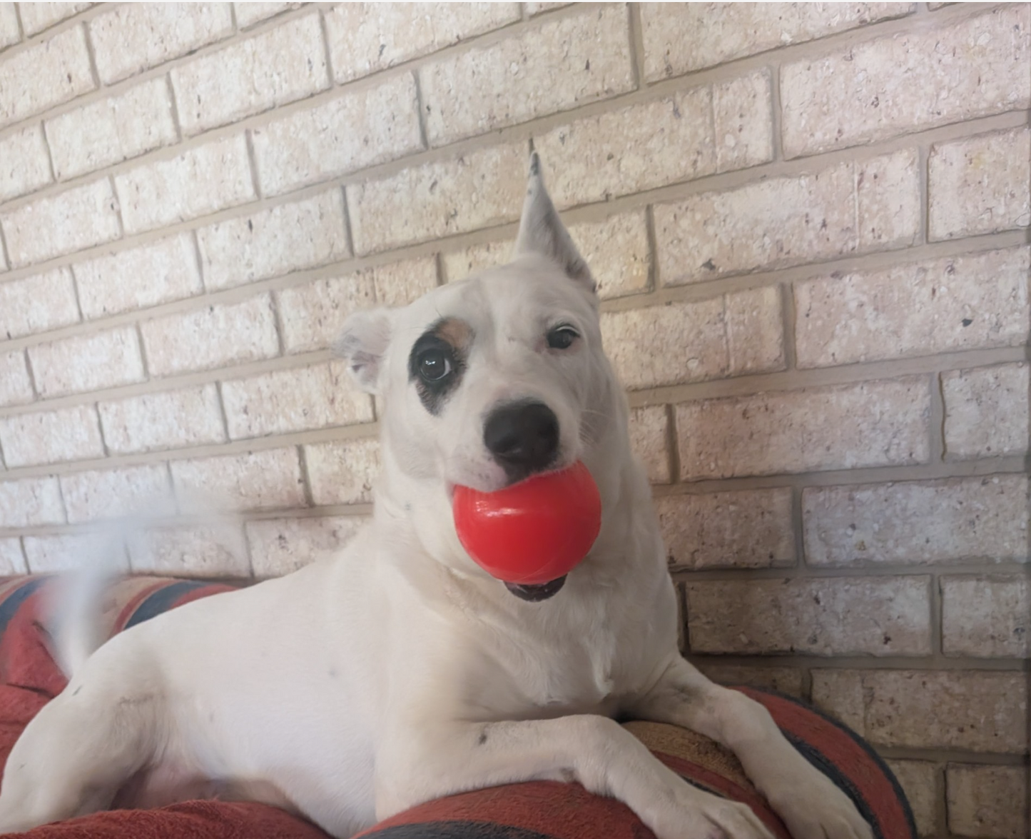 Indestructible dog ball australia
