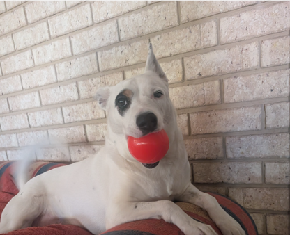 Indestructible dog ball australia
