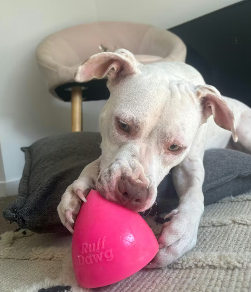 Tough Ruffdawg Rubber Dog To -DawgXtreme - Non toxic