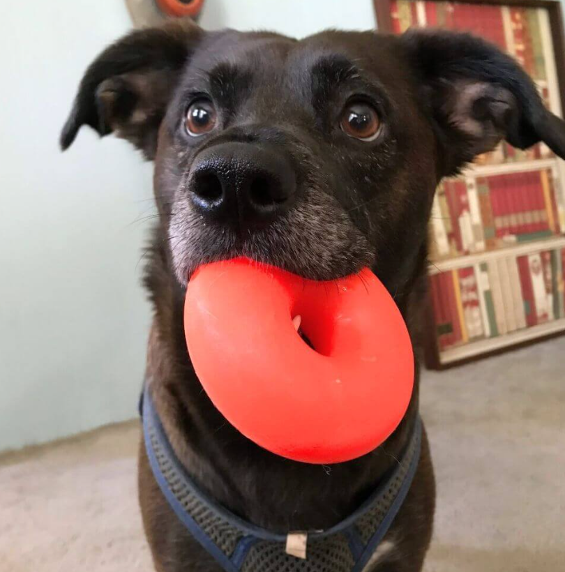 Ruffdawg Tough Dog Toy-  Dawgnut