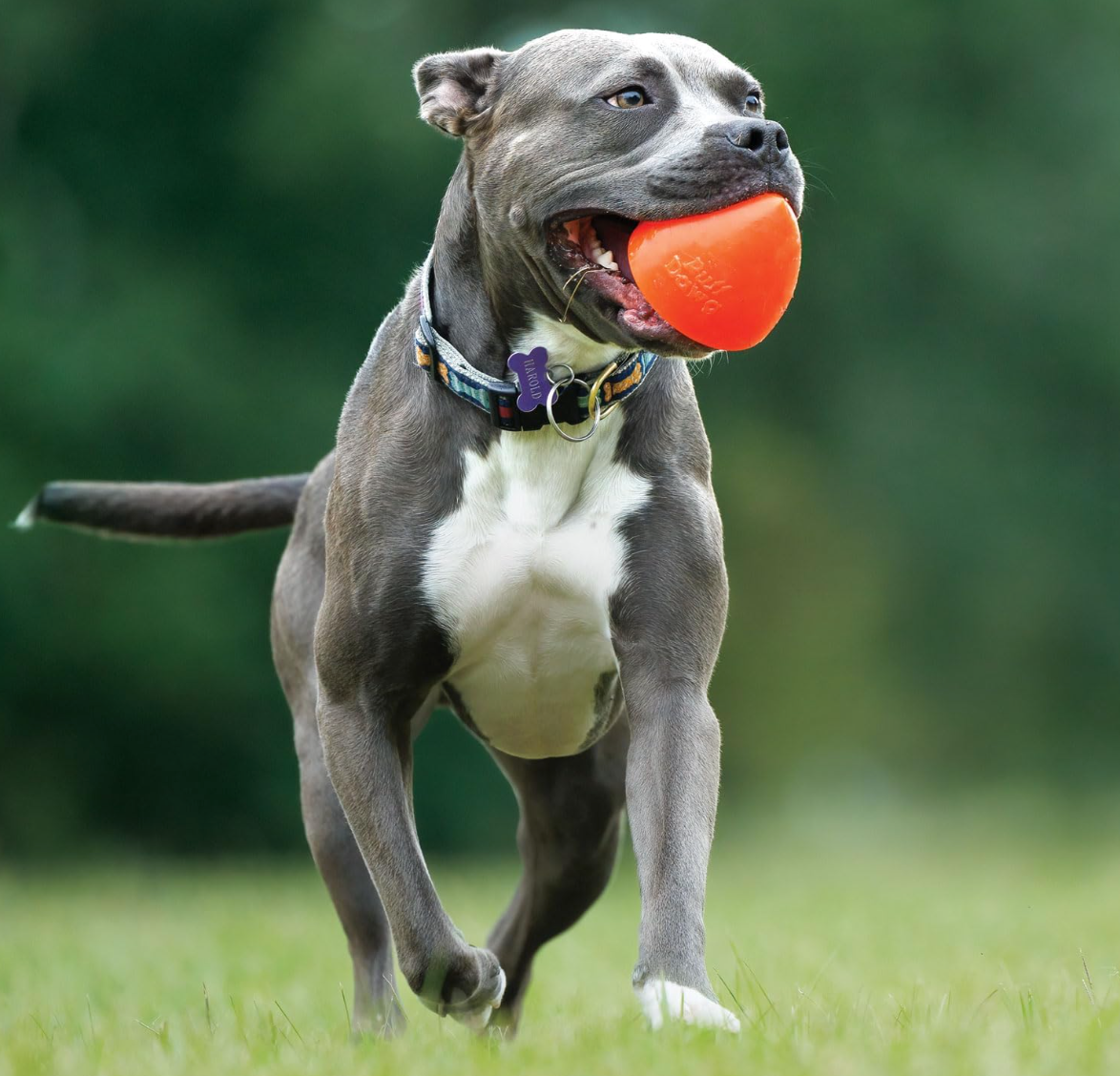 Tough Ruffdawg Rubber Dog To -DawgXtreme - Non toxic