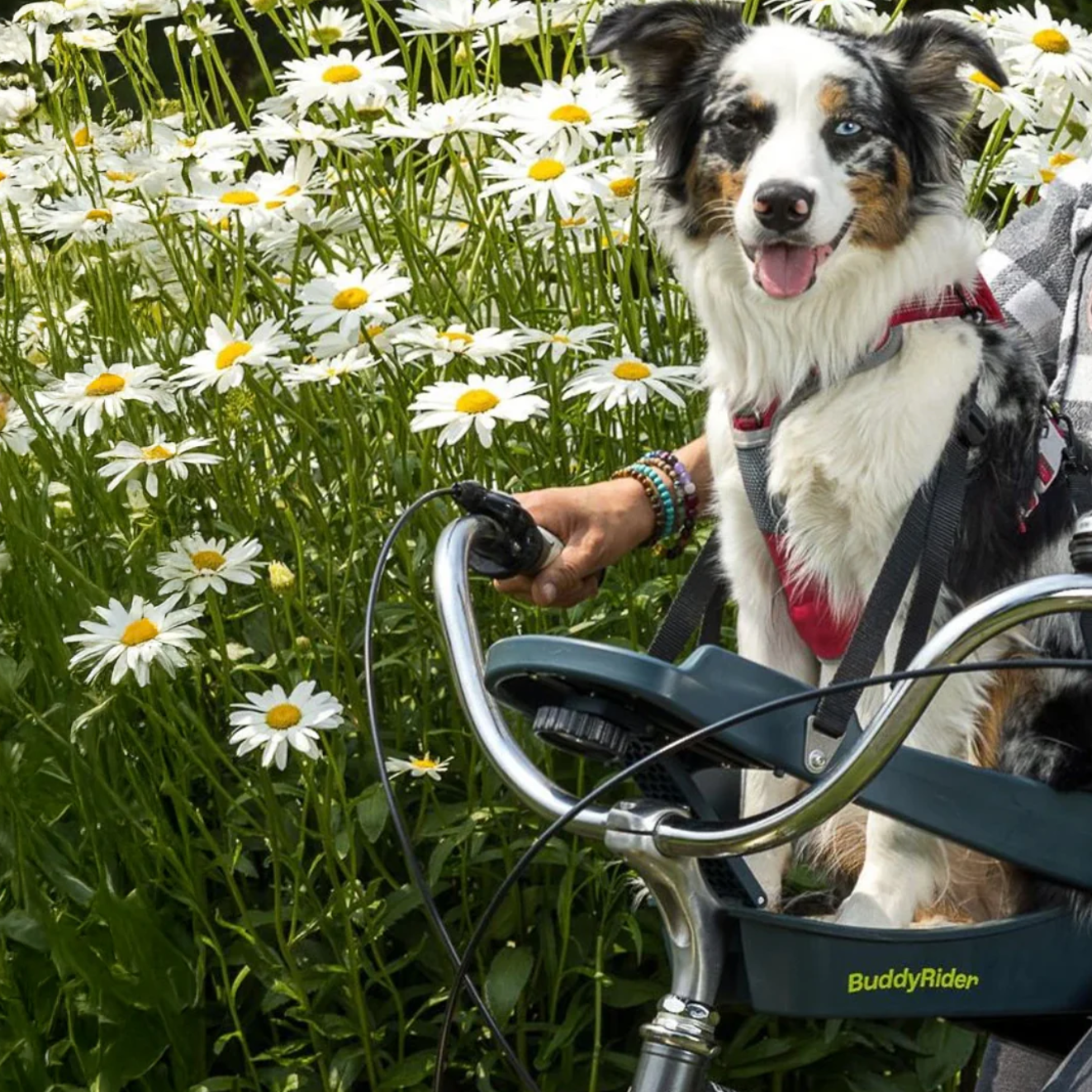 Dog bike seat australia