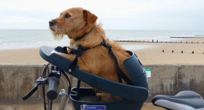 Buddyrider
