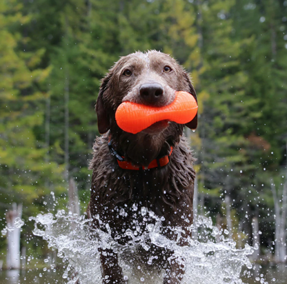 Peanut Crunch - Non Toxic Treat Hiding Toy