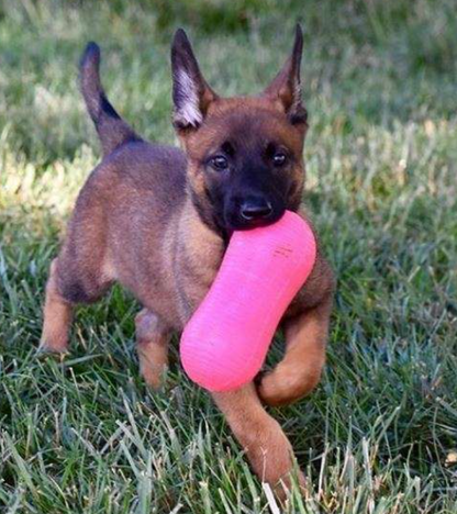 Peanut Crunch - Non Toxic Treat Hiding Toy