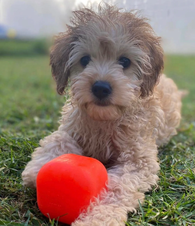 Ruffdawg Tough rubber dog toy - DawgCube