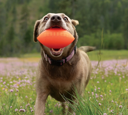 RuffDawg Tough Football Dog Toy – Floats, Bounces & Lasts