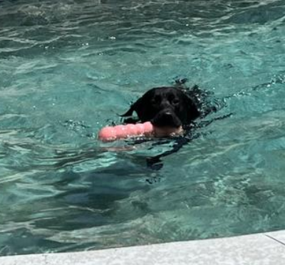 RuffDawg Tough Dawgbuster Dog Toy - Floats, Bounces & Lasts
