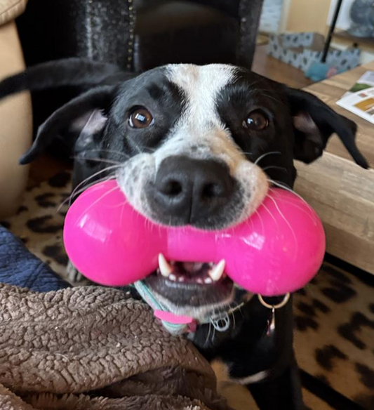 Ruffdawg Tough rubber dog toy - BIG DAWG