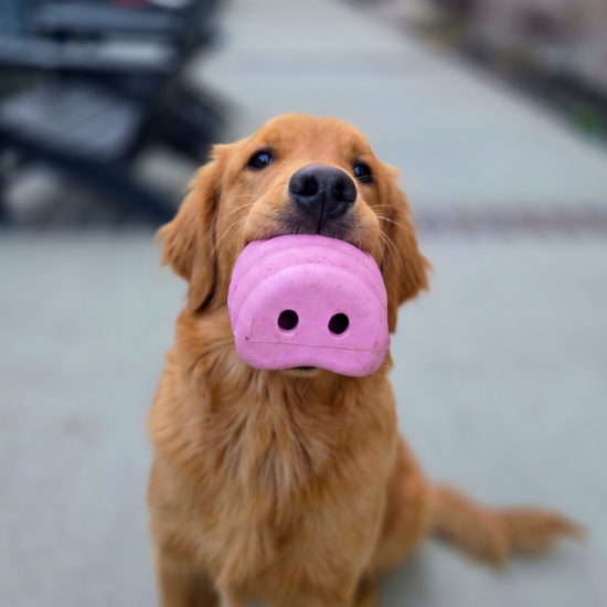 Dog enrichment toy