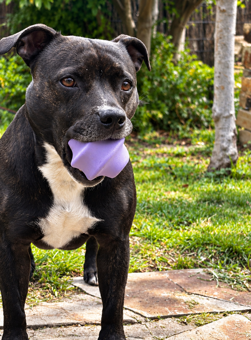 Natural Rubber - Dog Treat Toy - Bully stick holder