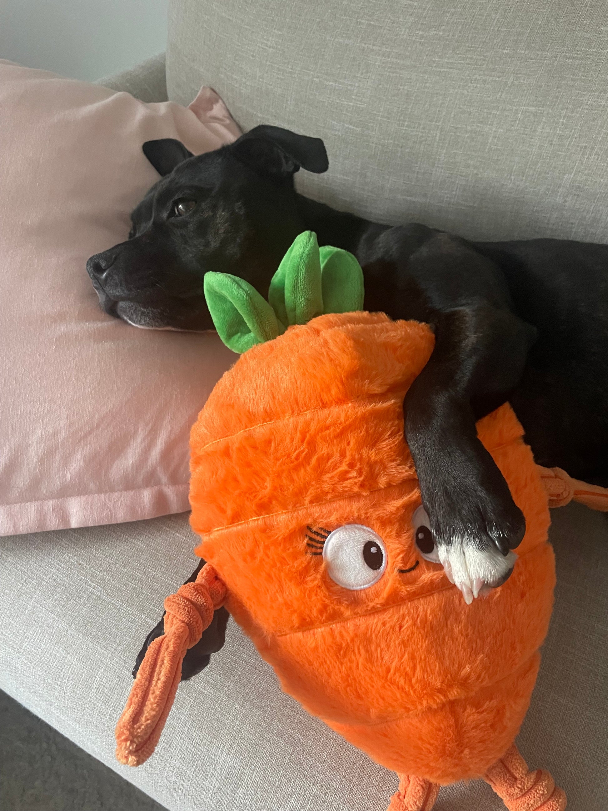 Durable Plush soft dog toy-Carrot - Pals for Paws 