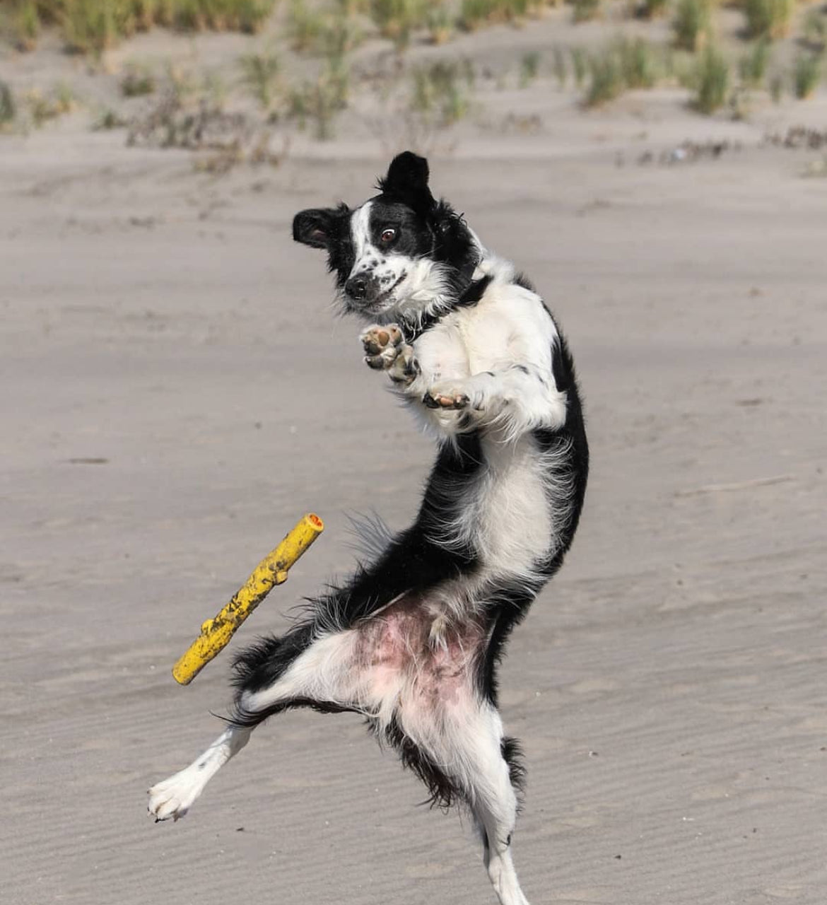 RuffDawg Stick Crunch Retrieving Dog Toy image 1