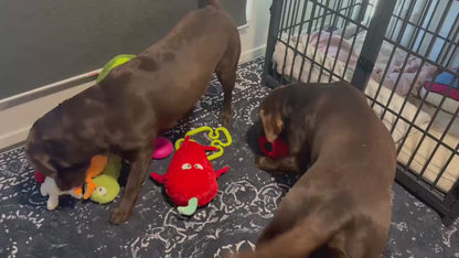 Spicy Chilli ™ Eco-Friendly Plush Dog Toy | Tug & Play|Pals For Paws™