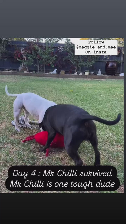Durable Plush soft dog toy-Chili